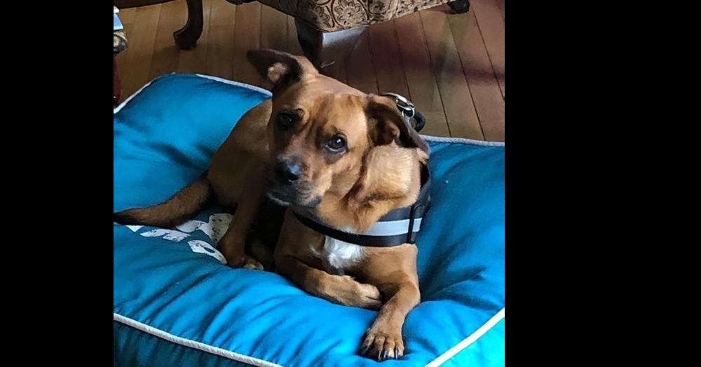 Enlarge Carly (GA), a Adoptable mixed breed in New York, NY image 2/3