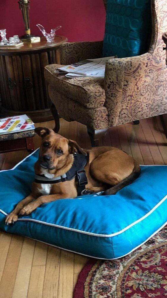 Enlarge Carly (GA), a Adoptable mixed breed in New York, NY image 3/3