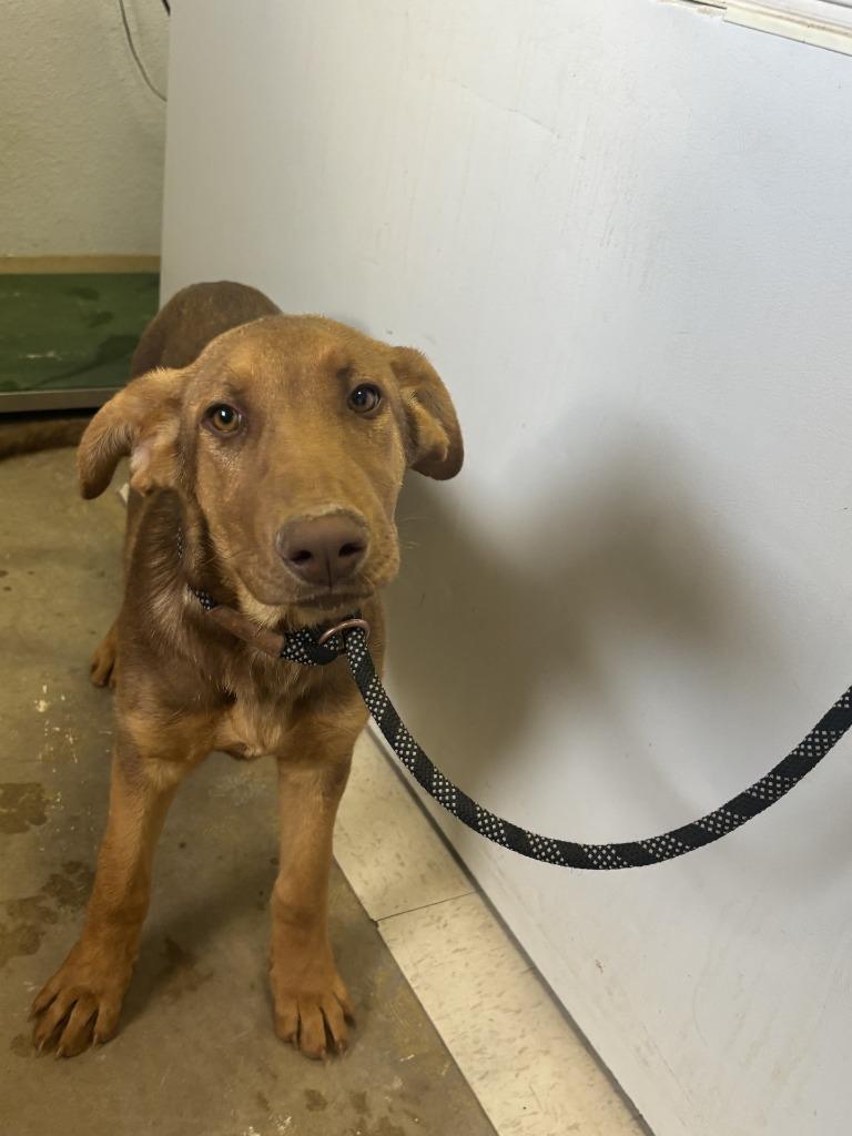 Archer, Adoptable, Puppy Male Doberman Pinscher & Mixed Breed.