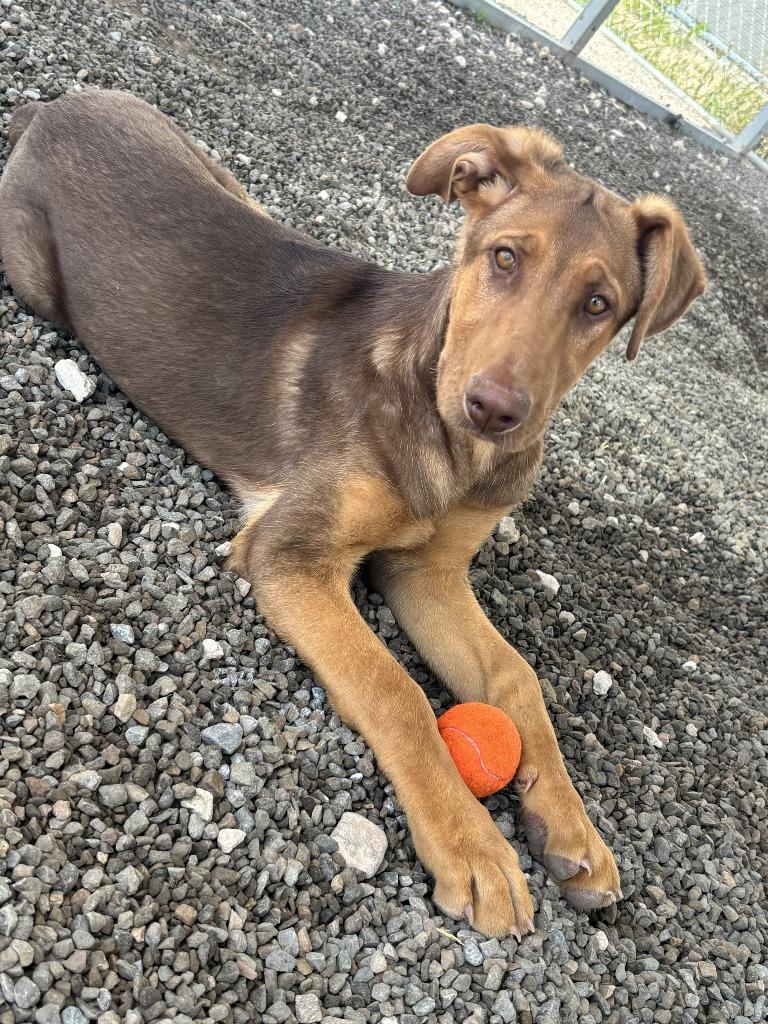 Enlarge Archer, a Adoptable mixed breed in Moriarty, NM image 2/3