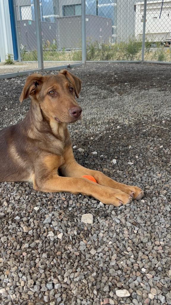 Enlarge Archer, a Adoptable mixed breed in Moriarty, NM image 3/3