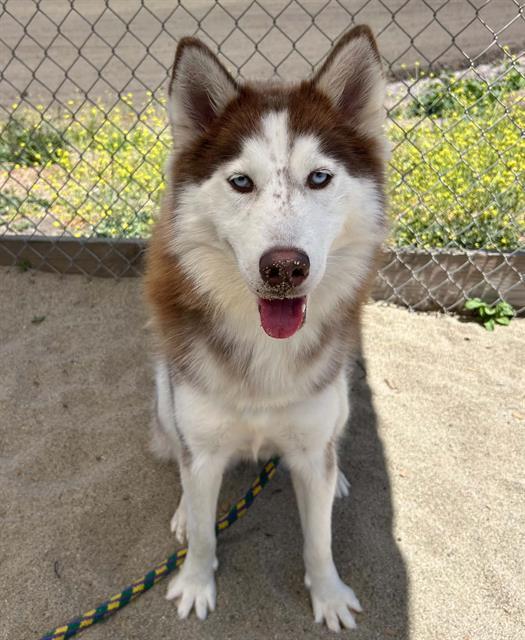 Enlarge ROSIE, a Adoptable Siberian Husky in Salinas, CA image 1/1