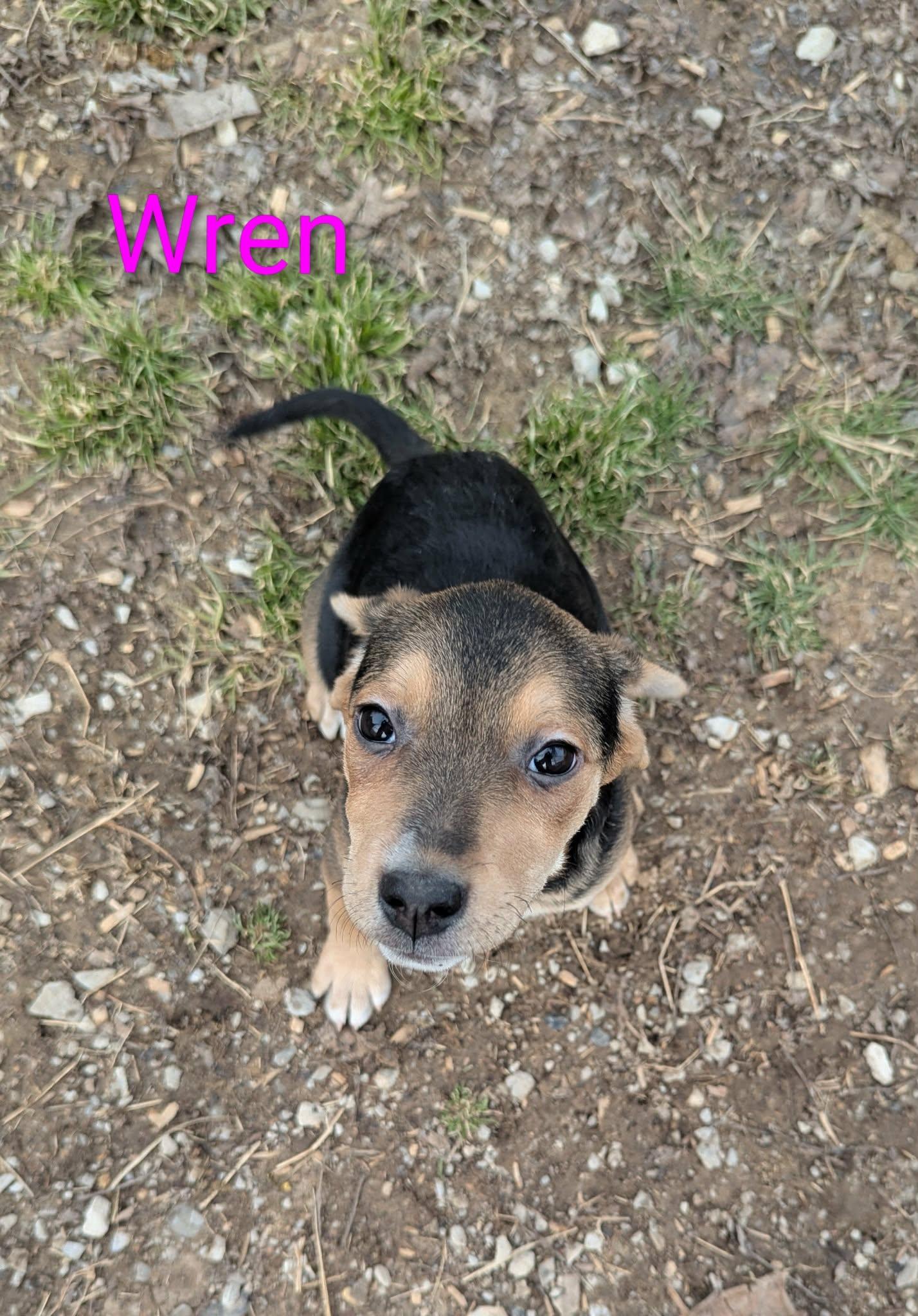 Wren, an adopted mixed breed in Allentown, PA image 4/5