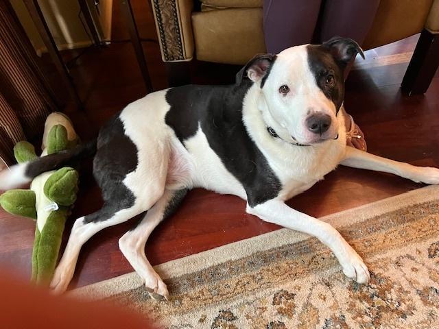 Enlarge Mason, a Adoptable mixed breed in Milton, GA image 1/2