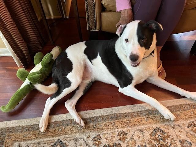 Enlarge Mason, a Adoptable mixed breed in Milton, GA image 2/2