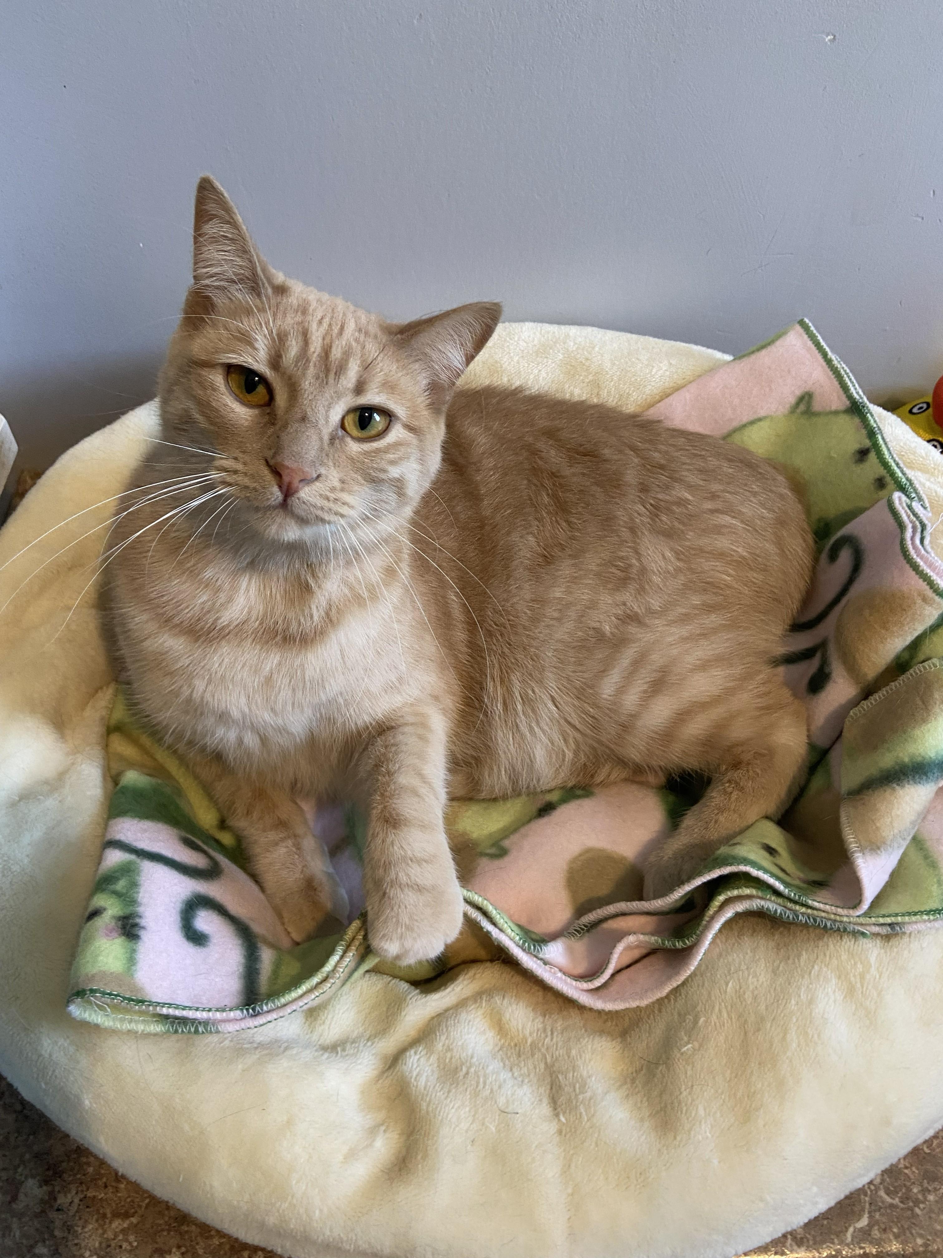 Enlarge Cole Miller, an adopted Domestic Short Hair in Lincoln, NE image 2/2