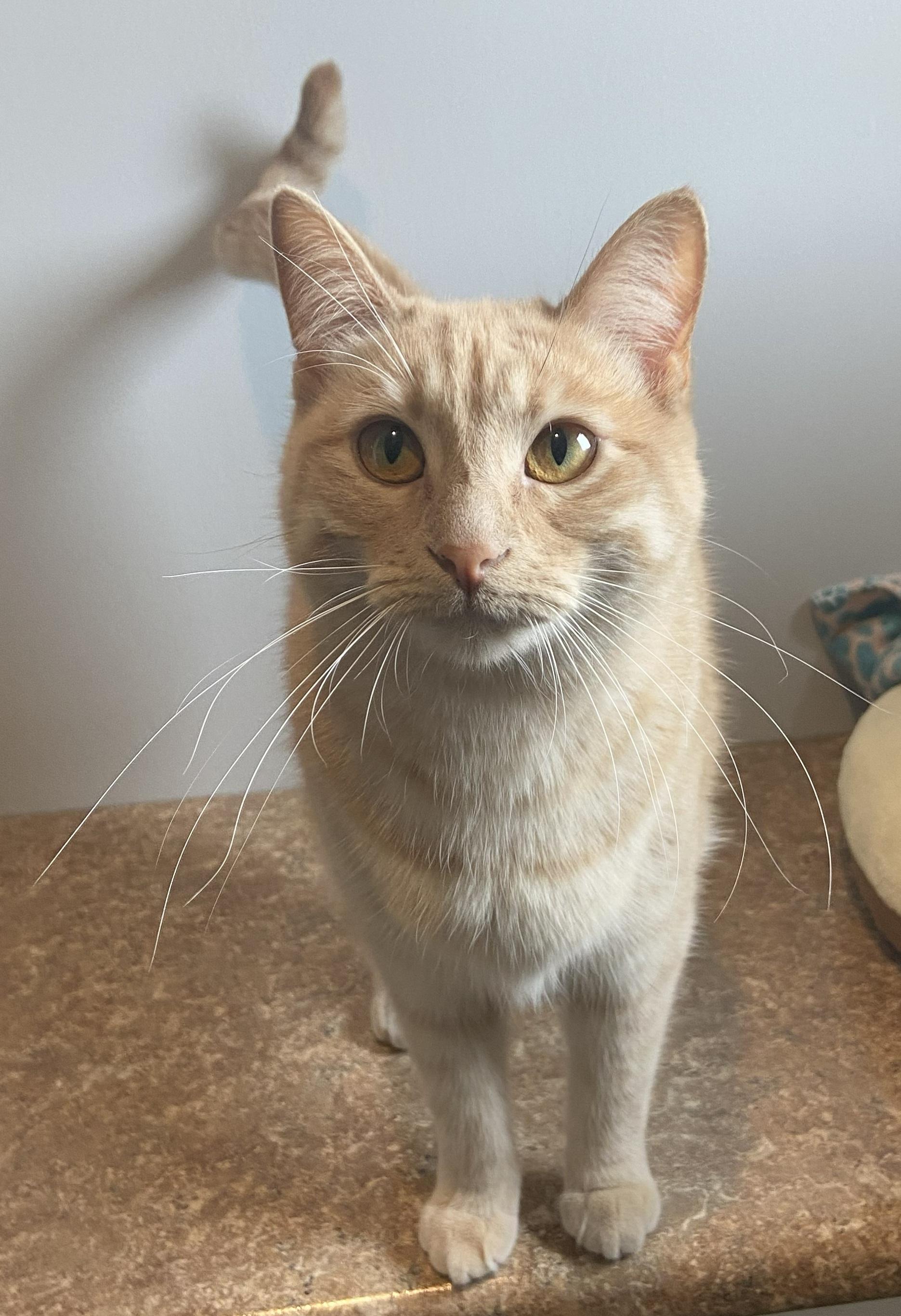 Cole Miller, adopted, Young Female Domestic Short Hair.