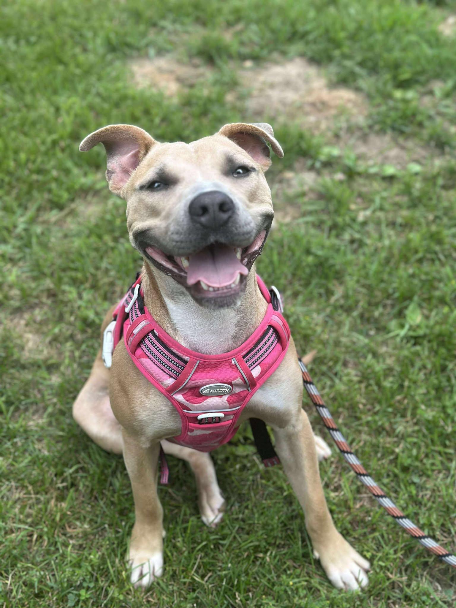 Elsa, a Adoptable mixed breed in Elgin, IL image 1/5