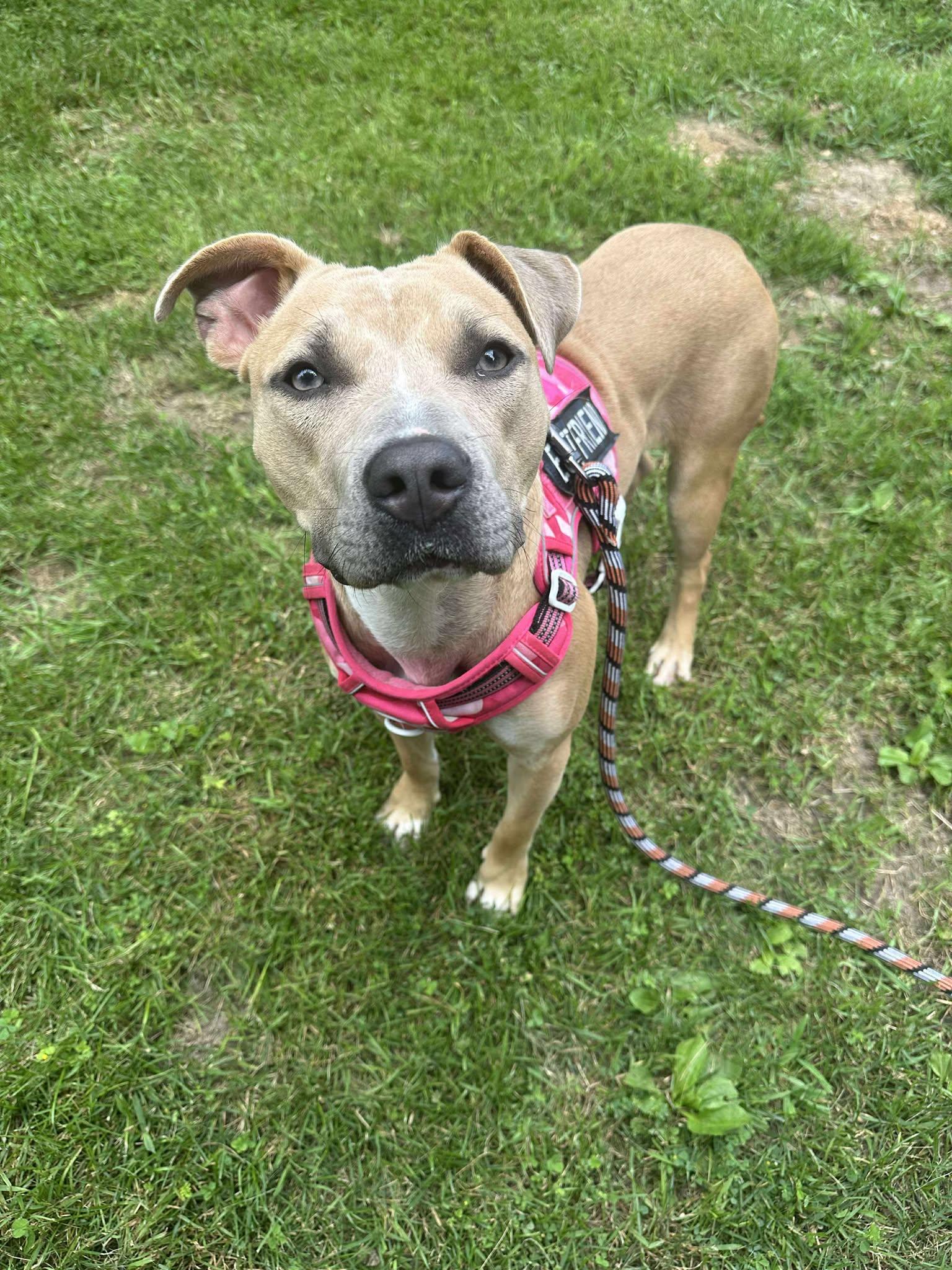 Elsa, a Adoptable mixed breed in Elgin, IL image 2/5