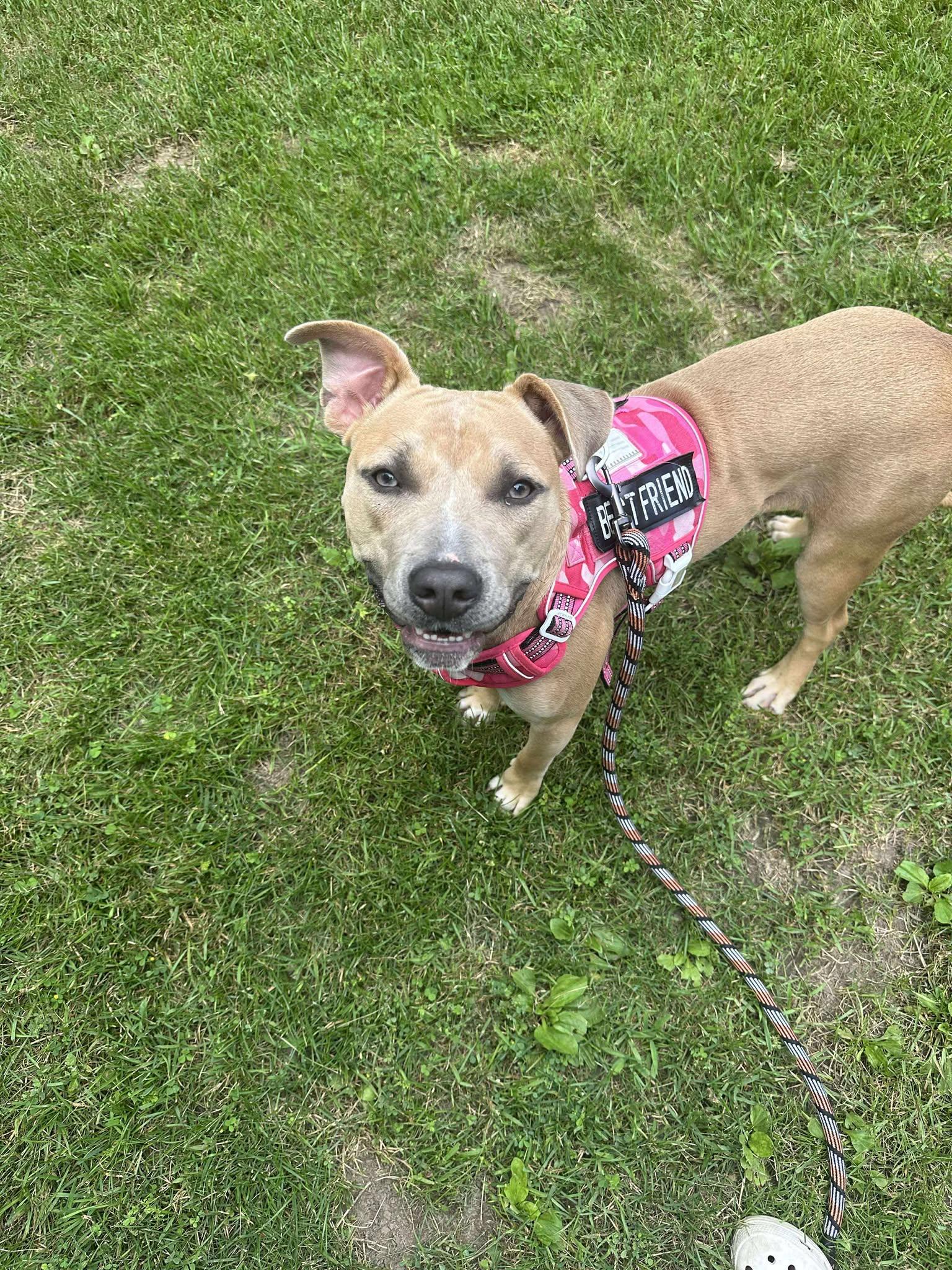 Elsa, a Adoptable mixed breed in Elgin, IL image 3/5