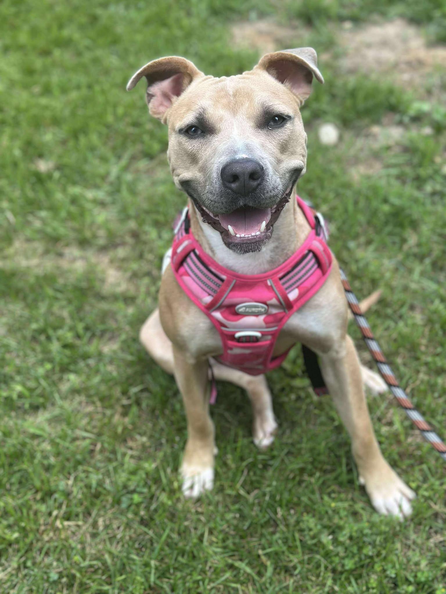 Elsa, a Adoptable mixed breed in Elgin, IL image 4/5
