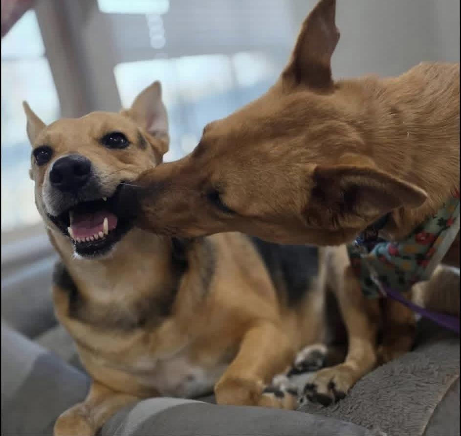 Enlarge Fawn, a Adoptable mixed breed in Elkhorn, WI image 4/6
