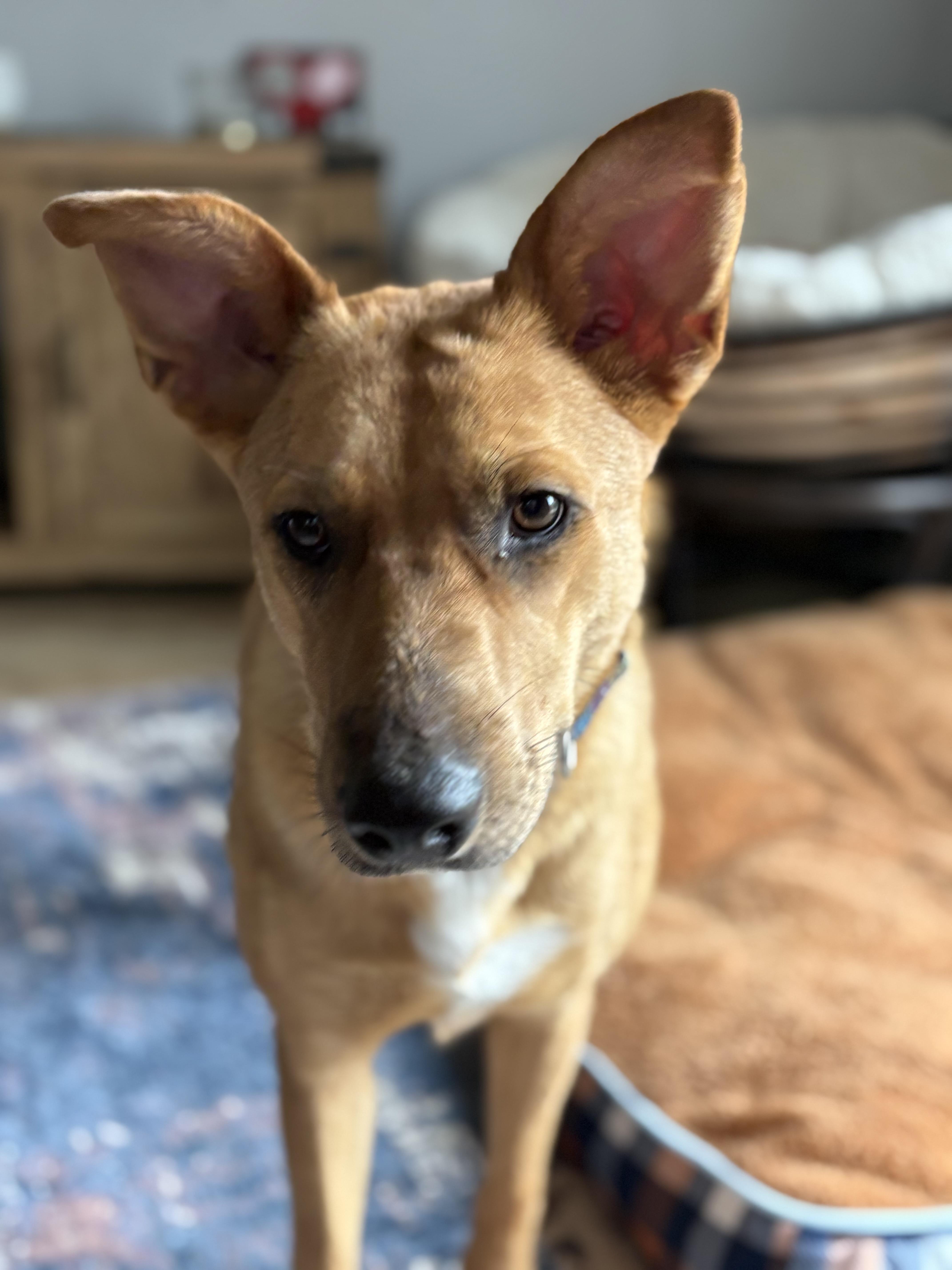 Fawn, a Adoptable mixed breed in Elkhorn, WI image 4/6