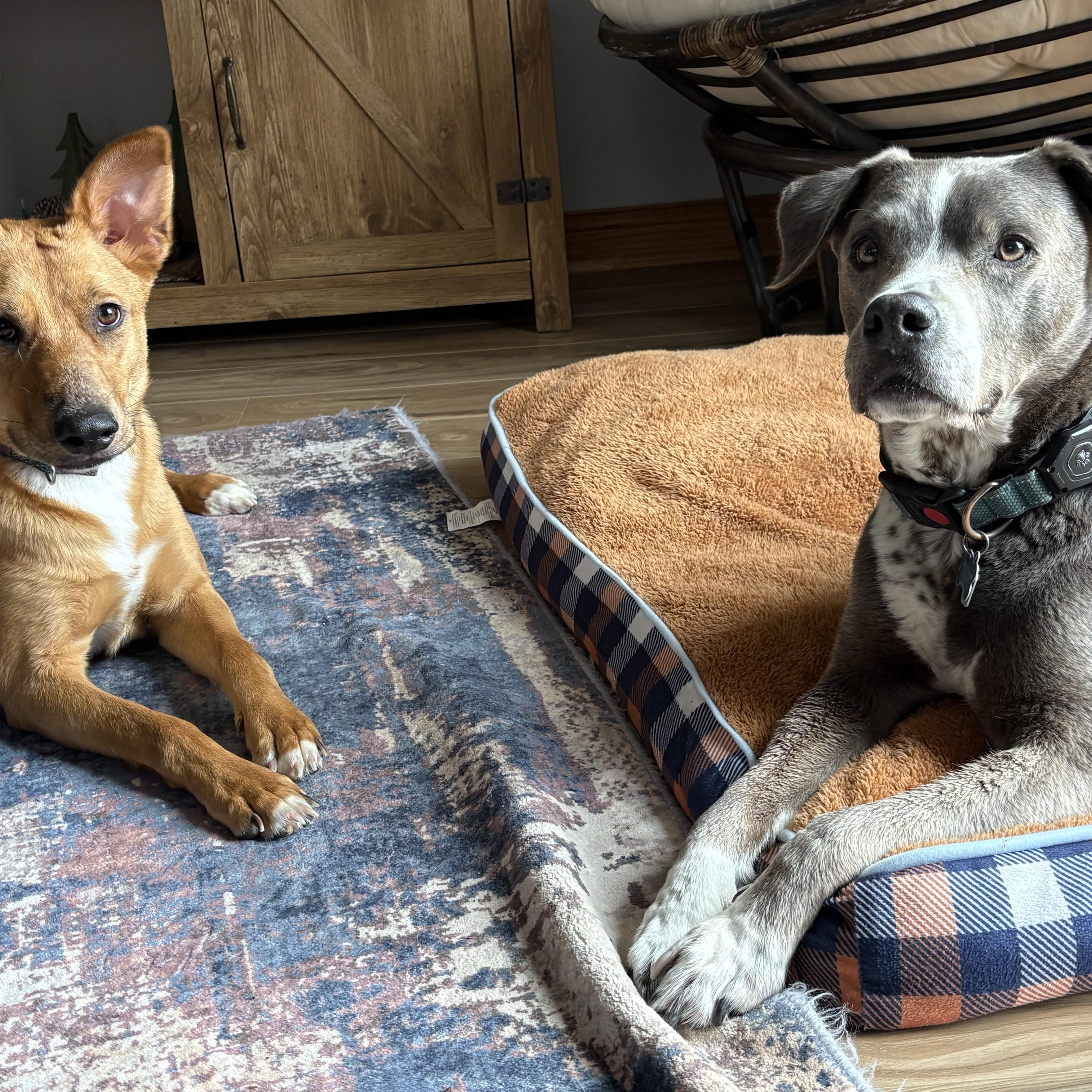 Fawn, a Adoptable mixed breed in Elkhorn, WI image 5/6
