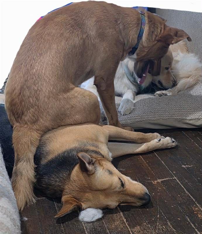 Enlarge Fawn, a Adoptable mixed breed in Elkhorn, WI image 3/6