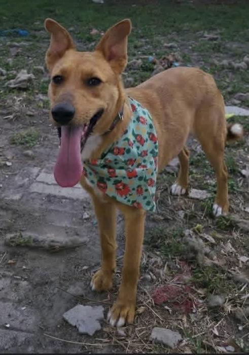 Enlarge Fawn, a Adoptable mixed breed in Elkhorn, WI image 1/6