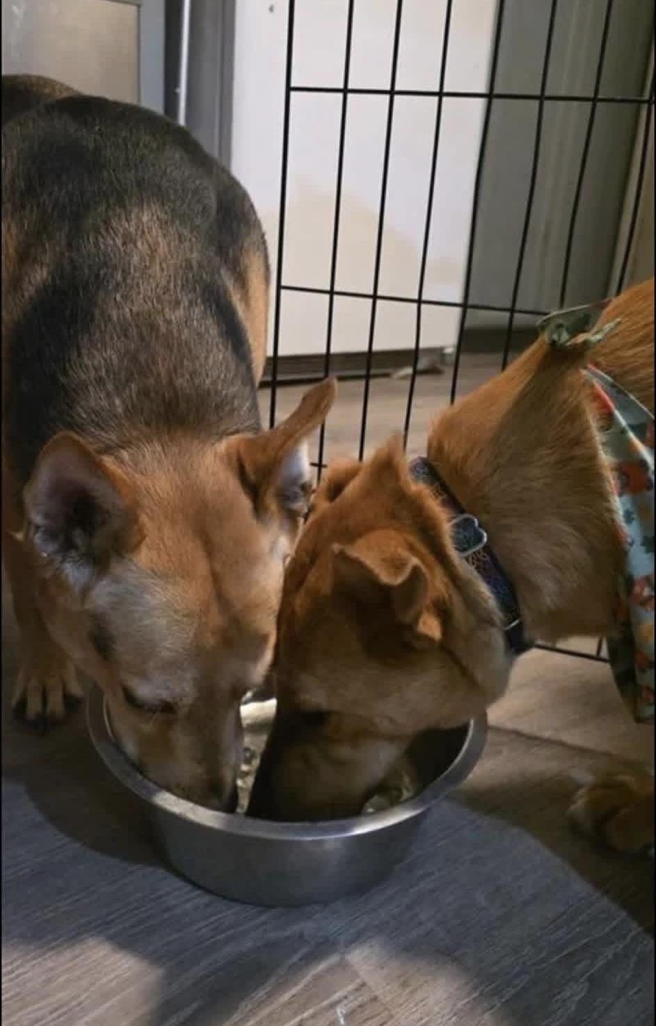 Enlarge Fawn, a Adoptable mixed breed in Elkhorn, WI image 5/6