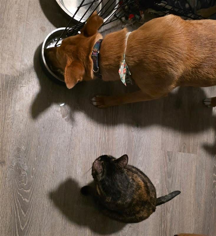 Enlarge Fawn, a Adoptable mixed breed in Elkhorn, WI image 6/6