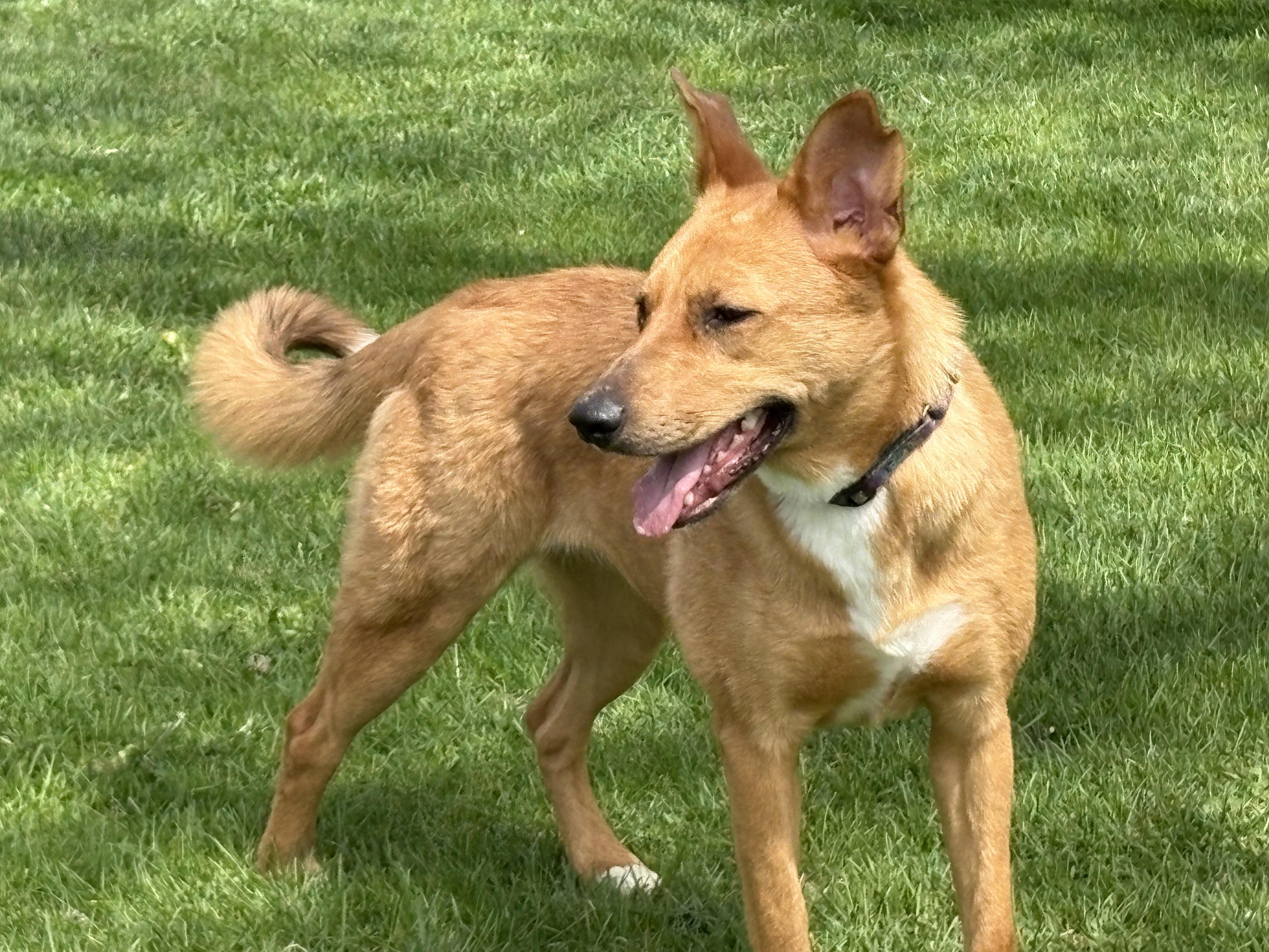 Fawn, a Adoptable mixed breed in Elkhorn, WI image 6/6