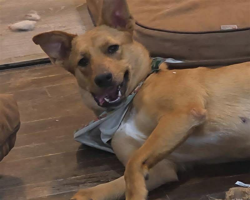 Fawn, Adoptable, Young Female Shepherd.