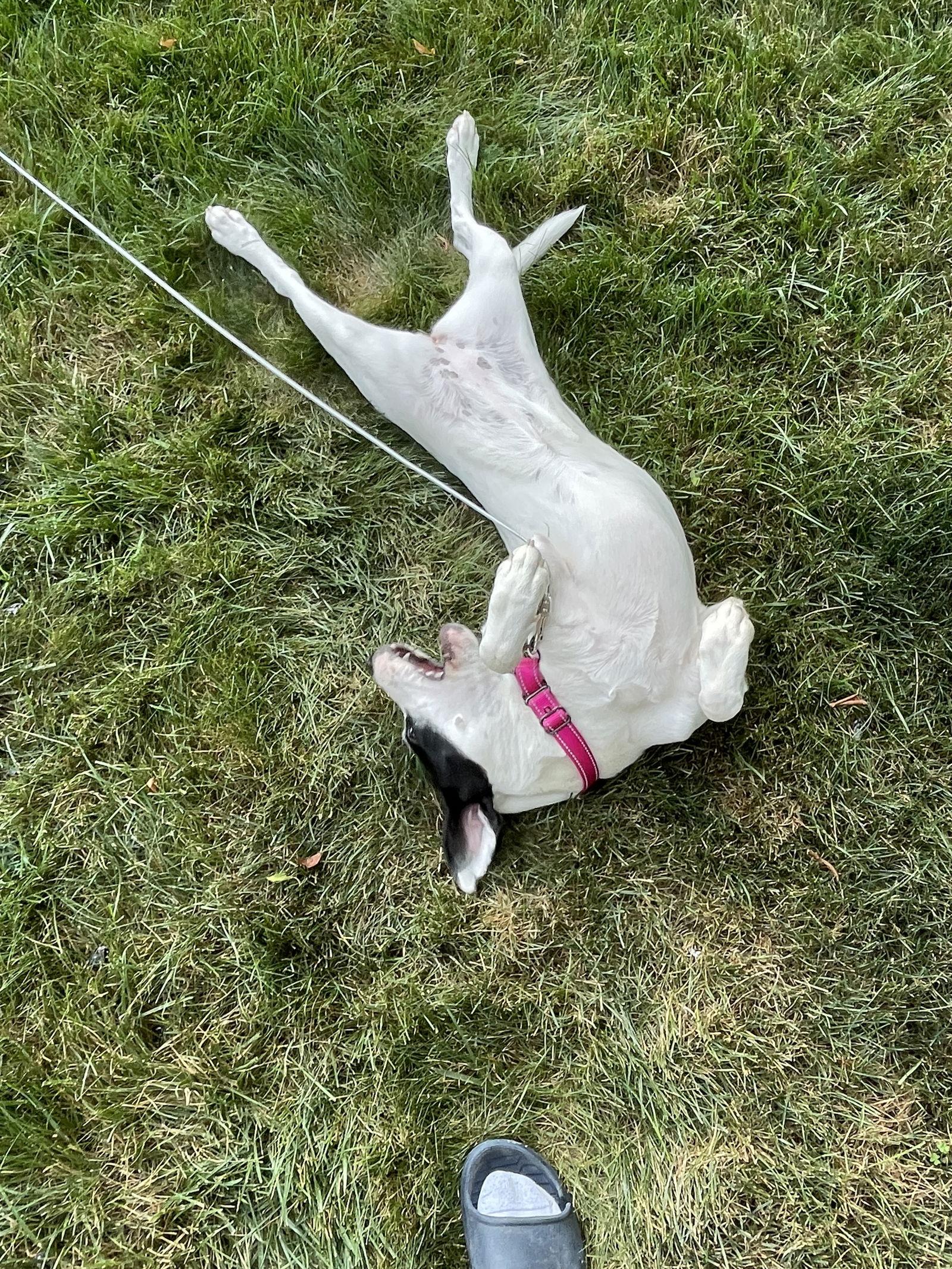 Lexi, Adopted, Young Female Hound & Labrador Retriever.