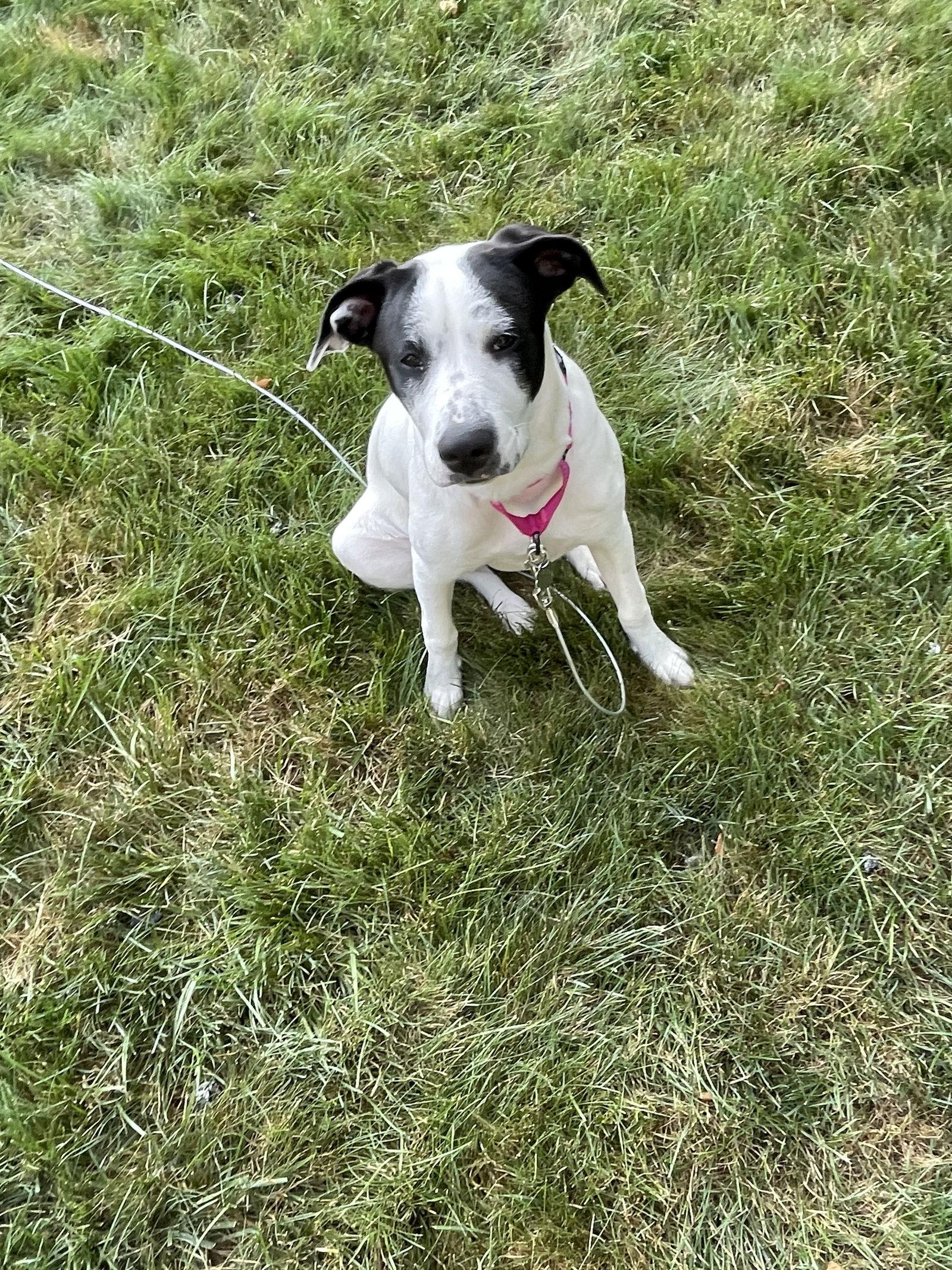 Enlarge Lexi, a Adopted mixed breed in Strongsville, OH image 2/3