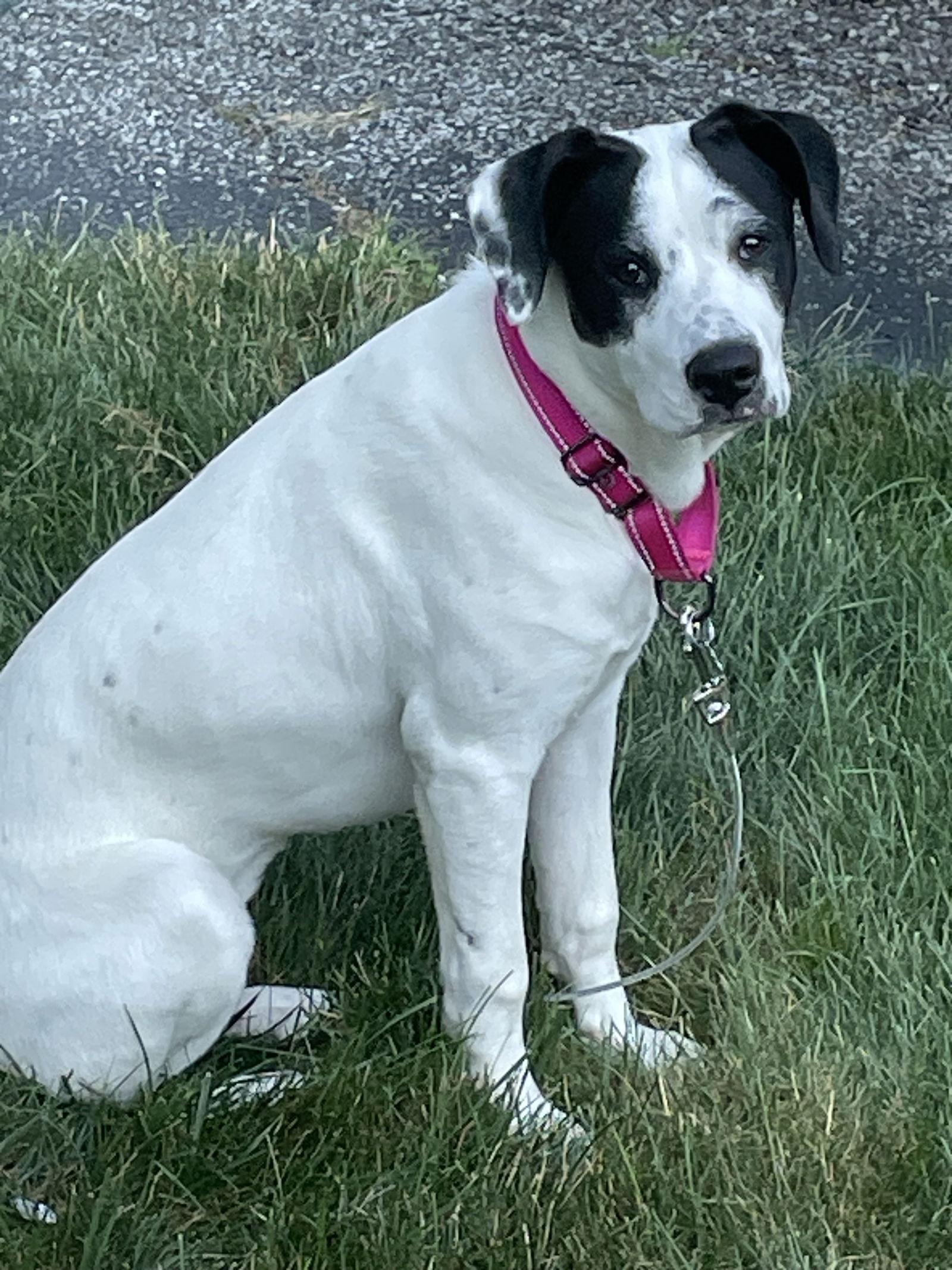 Enlarge Lexi, a Adopted mixed breed in Strongsville, OH image 3/3