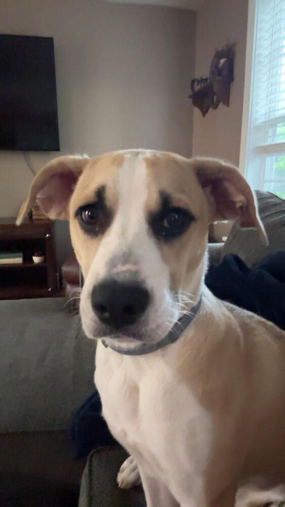 Willow, Adoptable, Young Female Mixed Breed.