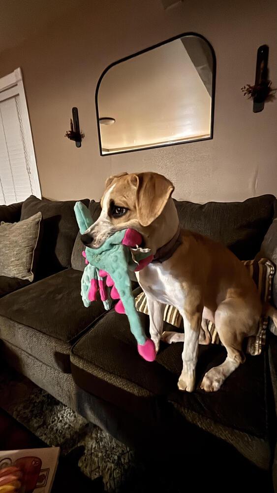 Enlarge Willow, a Adoptable Mixed Breed in Chattanooga, TN image 2/4