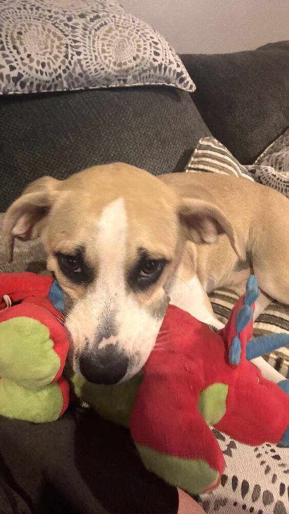 Enlarge Willow, a Adoptable Mixed Breed in Chattanooga, TN image 3/4