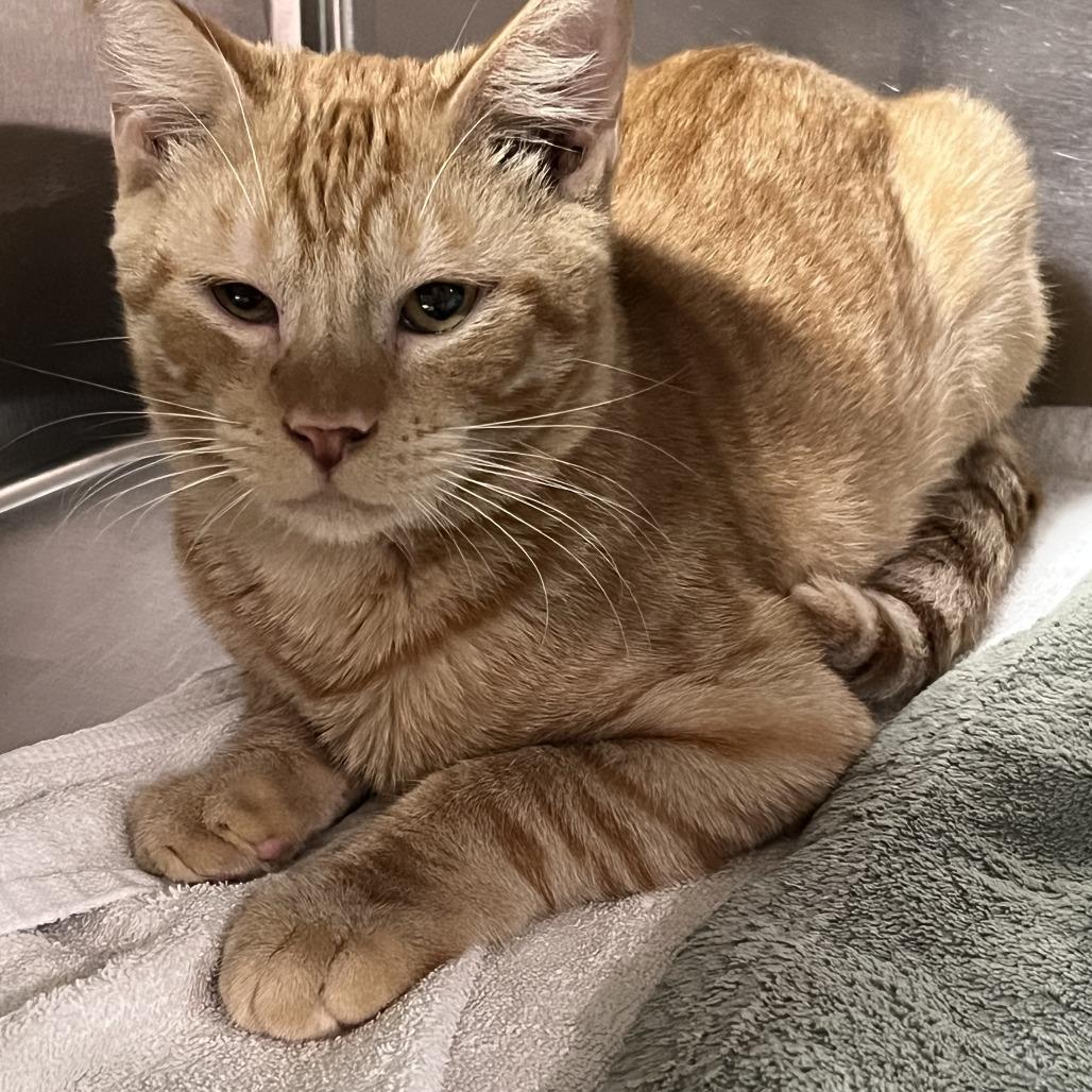 Enlarge Frito, a Adoptable Domestic Short Hair in Pensacola, FL image 1/1