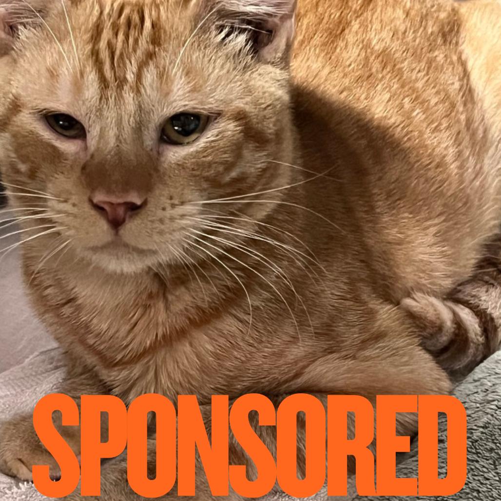 Enlarge Frito, a Adoptable Domestic Short Hair in Pensacola, FL image 2/2