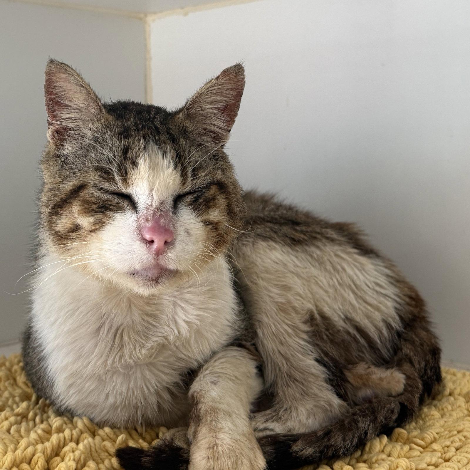 Dax, Adoptable, Senior Male Domestic Short Hair.