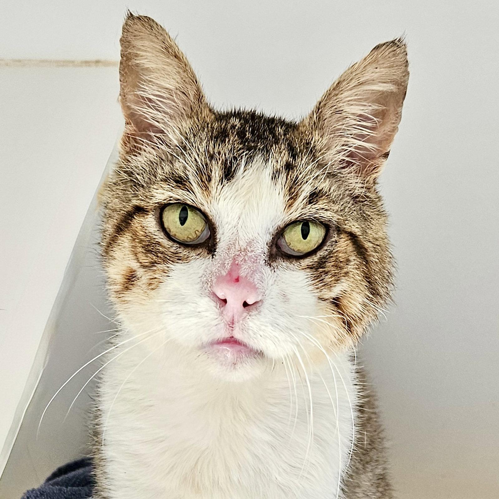 Enlarge Dax, a Adoptable Domestic Short Hair in Oakland, CA image 2/3