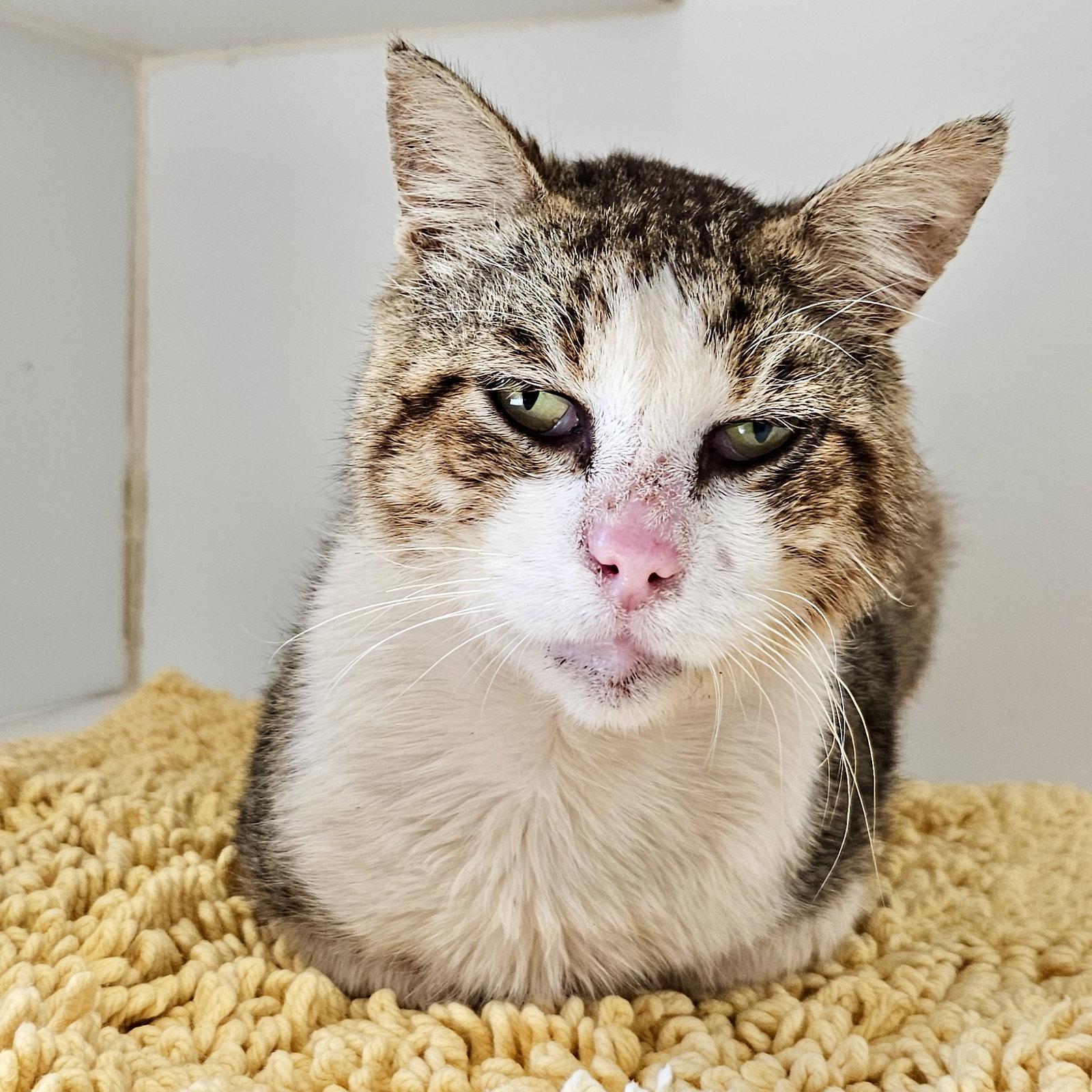 Enlarge Dax, a Adoptable Domestic Short Hair in Oakland, CA image 3/3