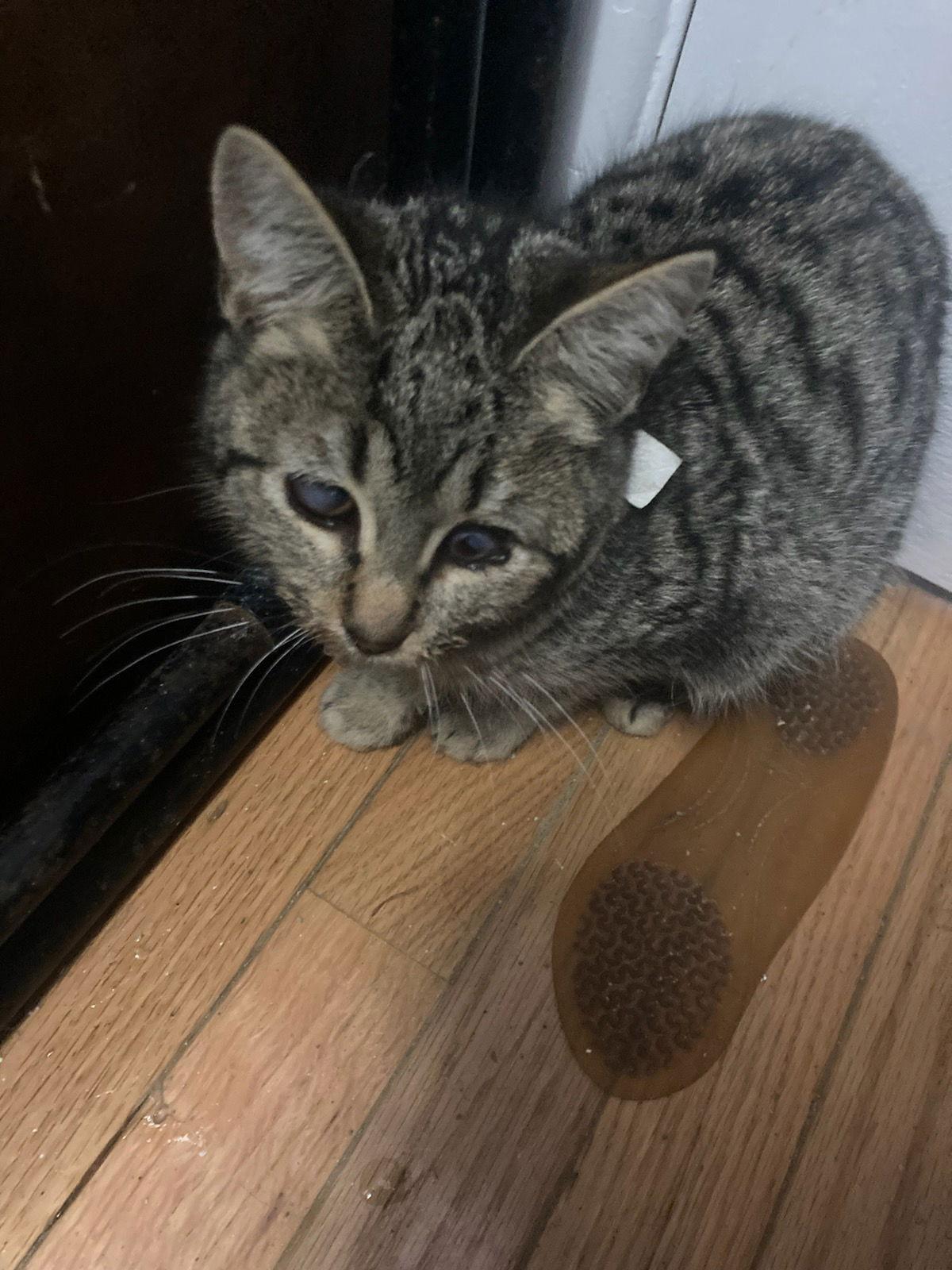 Enlarge Claire, a Adoptable Tabby in Buena Park, CA image 1/1