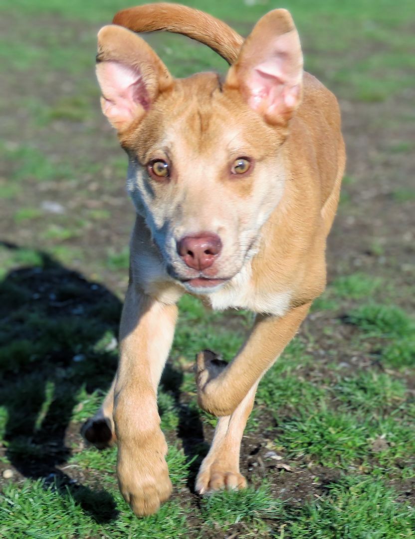 Enlarge 22-225 Nachos Supreme, a Adoptable mixed breed in Amityville, NY image 11/15