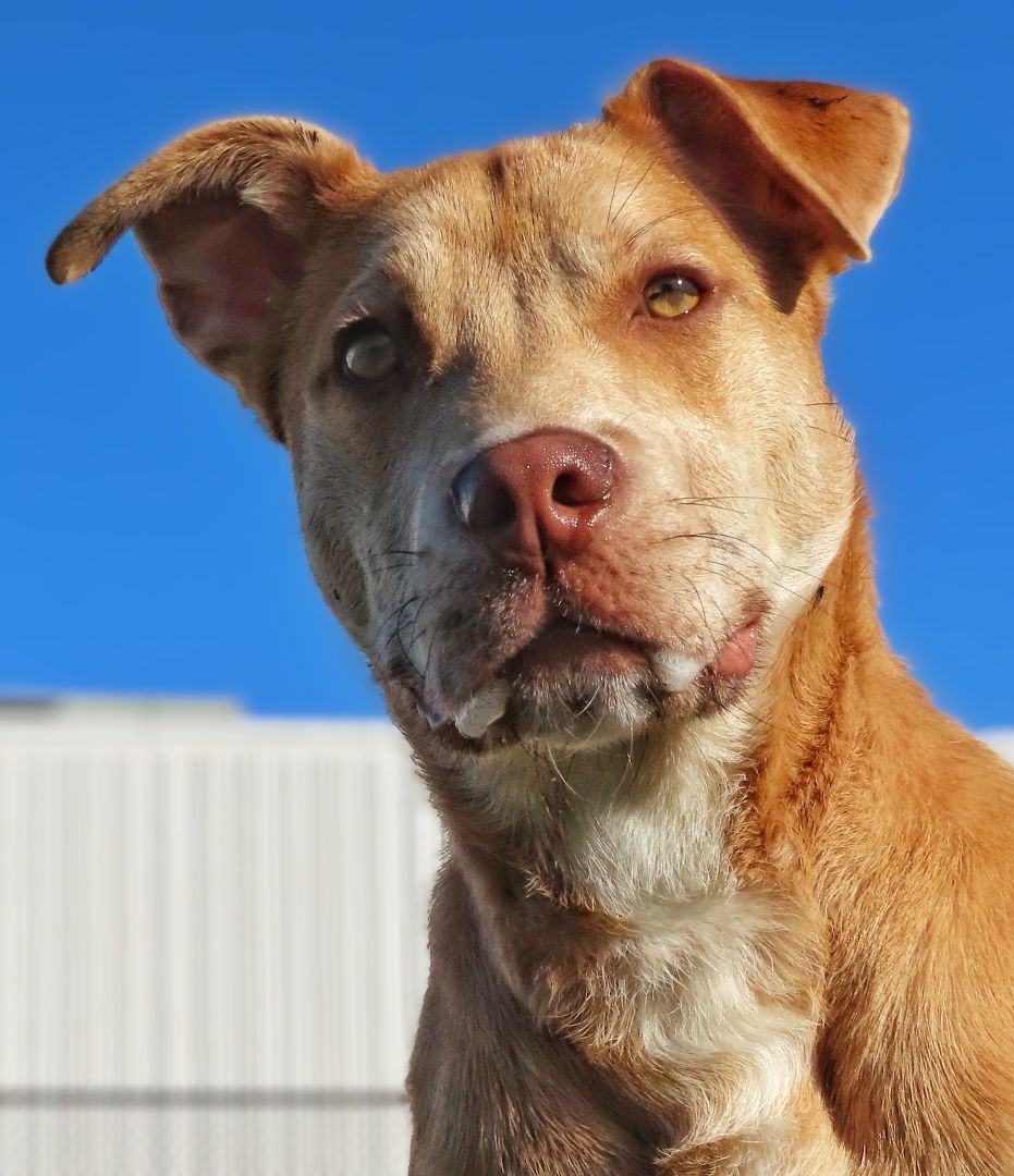 22-225 Nachos Supreme, Adoptable, Young Male Mixed Breed.