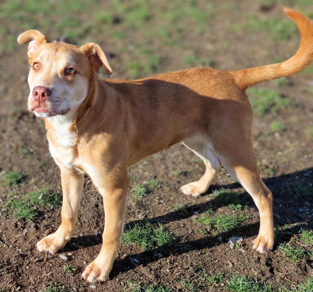 Enlarge 22-225 Nachos Supreme, a Adoptable mixed breed in Amityville, NY image 12/15