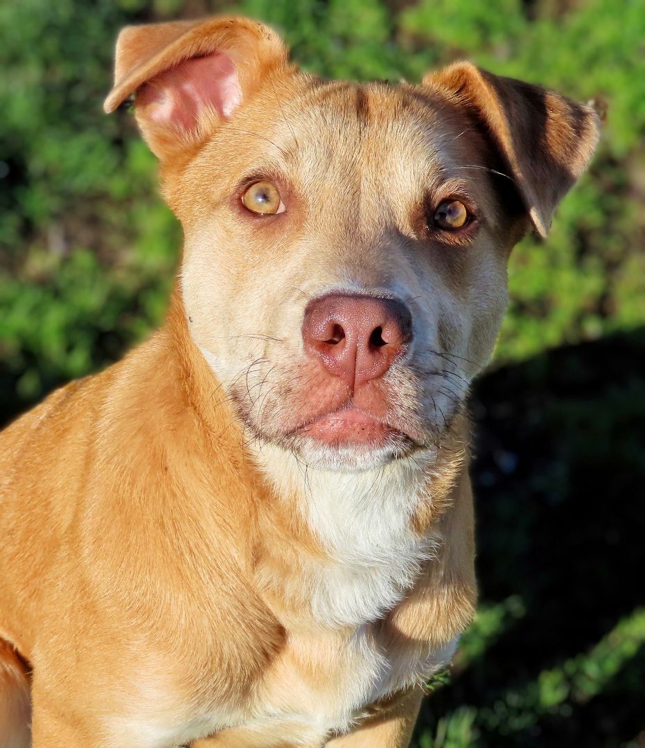 Enlarge 22-225 Nachos Supreme, a Adoptable mixed breed in Amityville, NY image 13/15