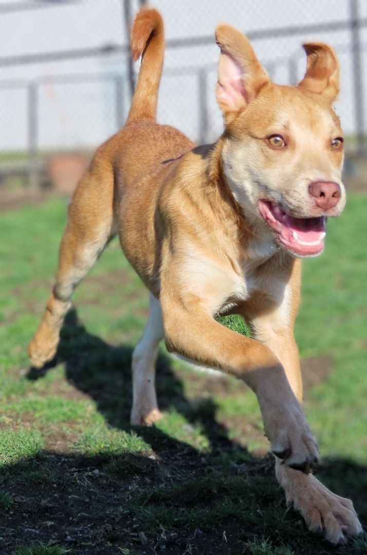 Enlarge 22-225 Nachos Supreme, a Adoptable mixed breed in Amityville, NY image 14/15