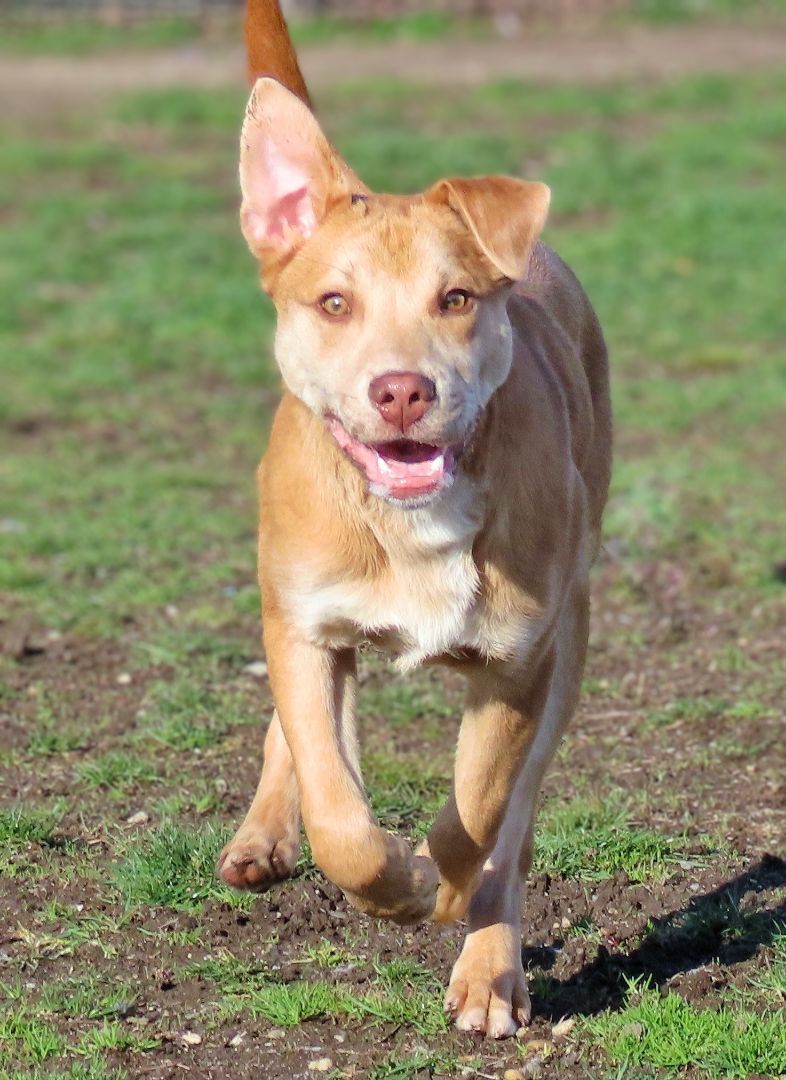 Enlarge 22-225 Nachos Supreme, a Adoptable mixed breed in Amityville, NY image 15/15