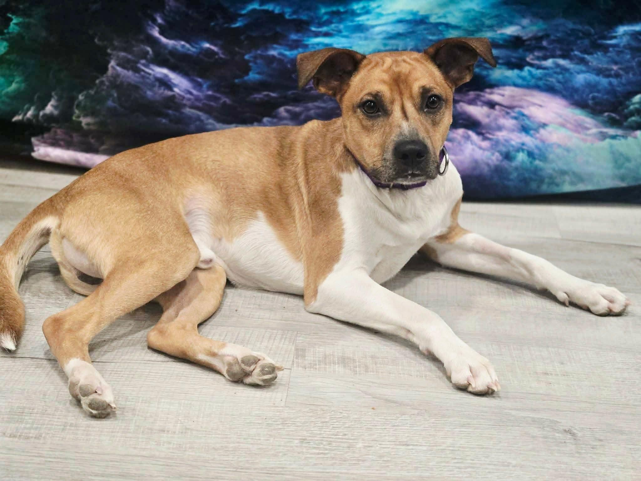 Enlarge Raleigh, a ADOPTABLE mixed breed in Greensburg, PA image 2/6