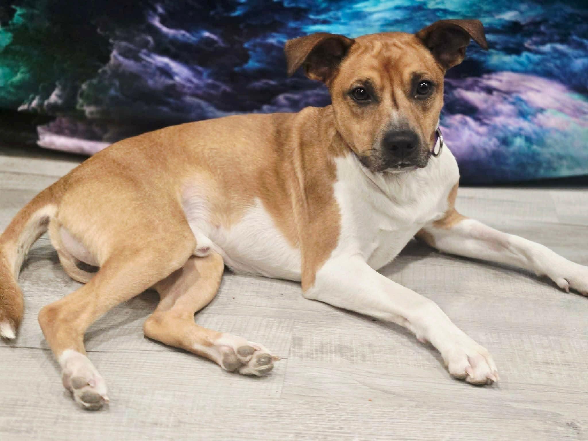 Enlarge Raleigh, a ADOPTABLE mixed breed in Greensburg, PA image 6/6