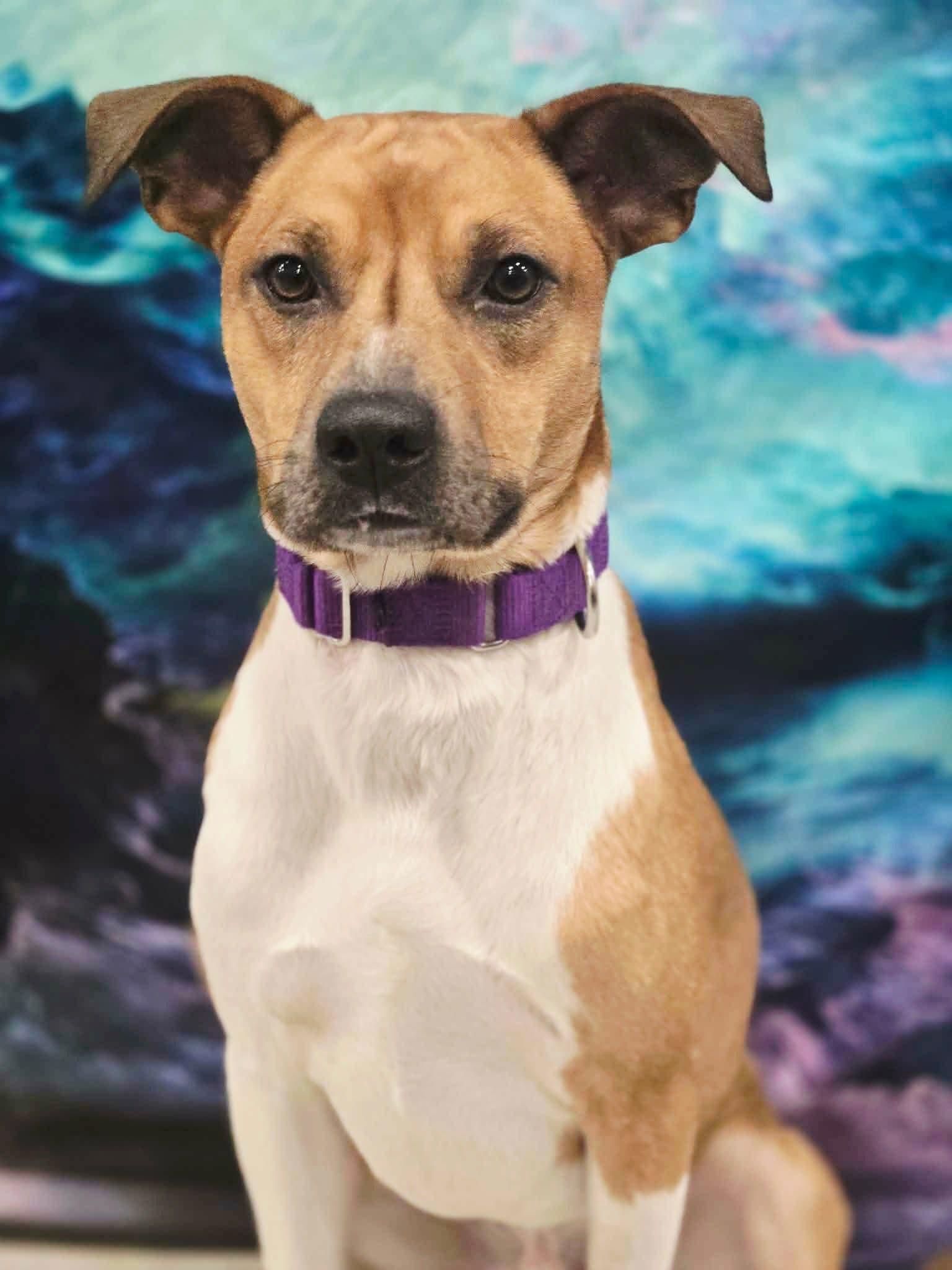Enlarge Raleigh, a ADOPTABLE mixed breed in Greensburg, PA image 5/6
