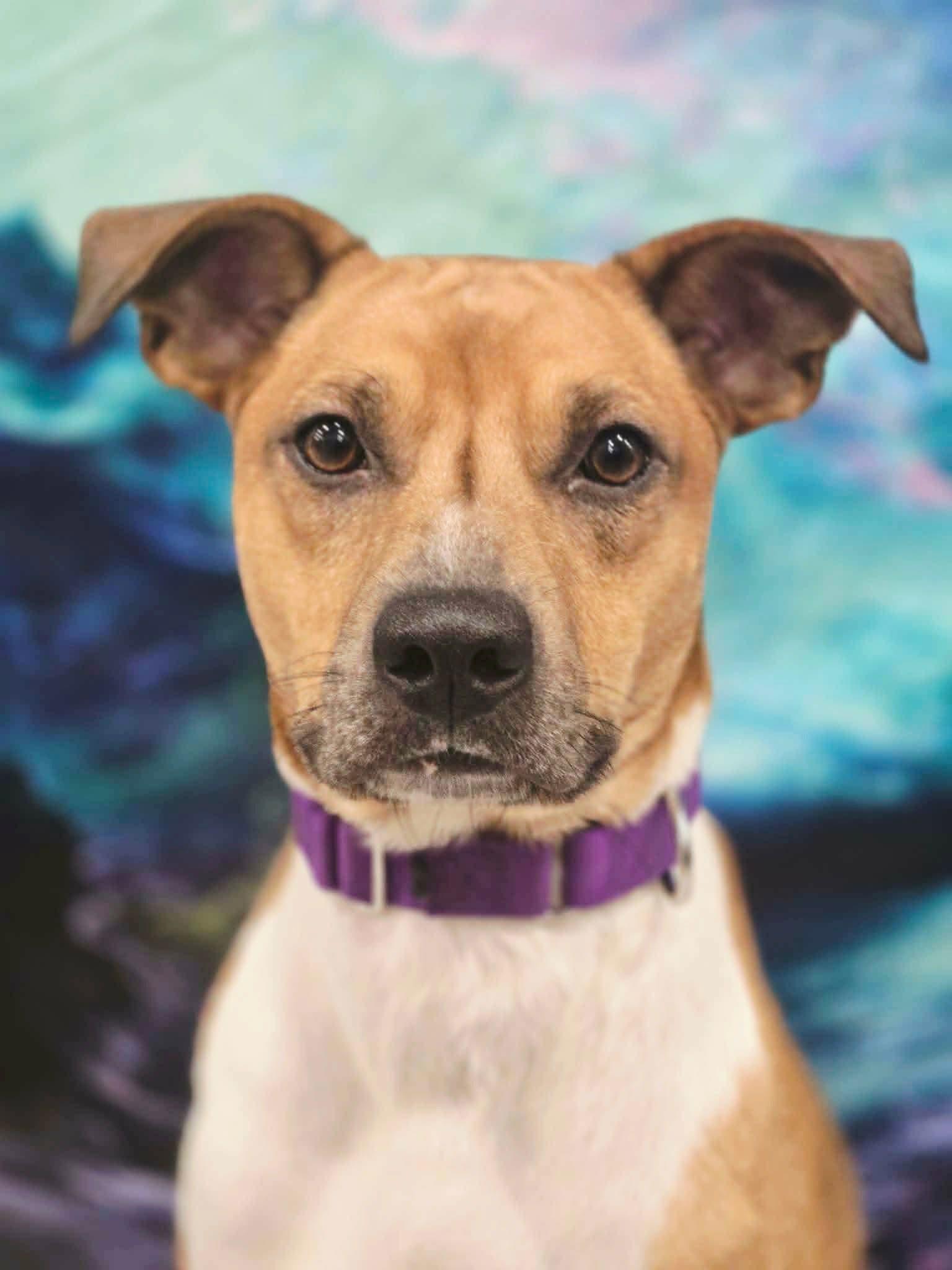 Enlarge Raleigh, a ADOPTABLE mixed breed in Greensburg, PA image 1/6