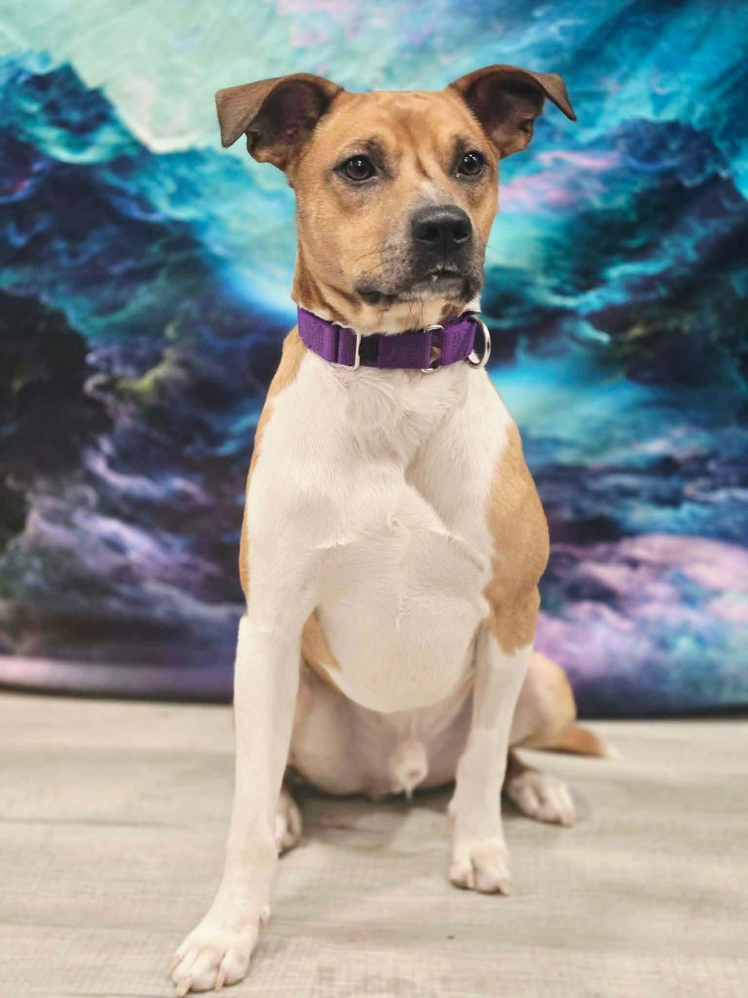 Enlarge Raleigh, a ADOPTABLE mixed breed in Greensburg, PA image 3/6