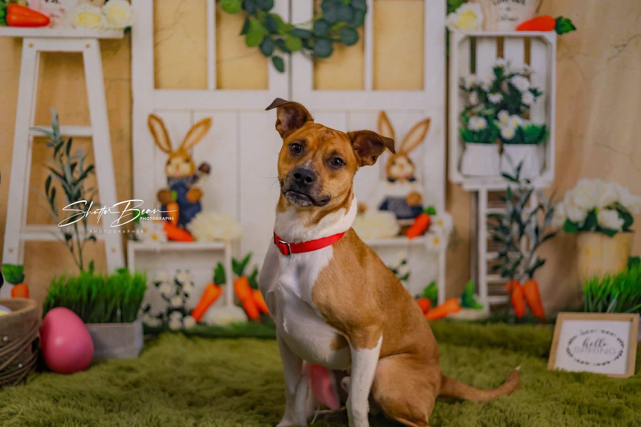 Raleigh - Adoptable Pet | Petfinder | Petfinder