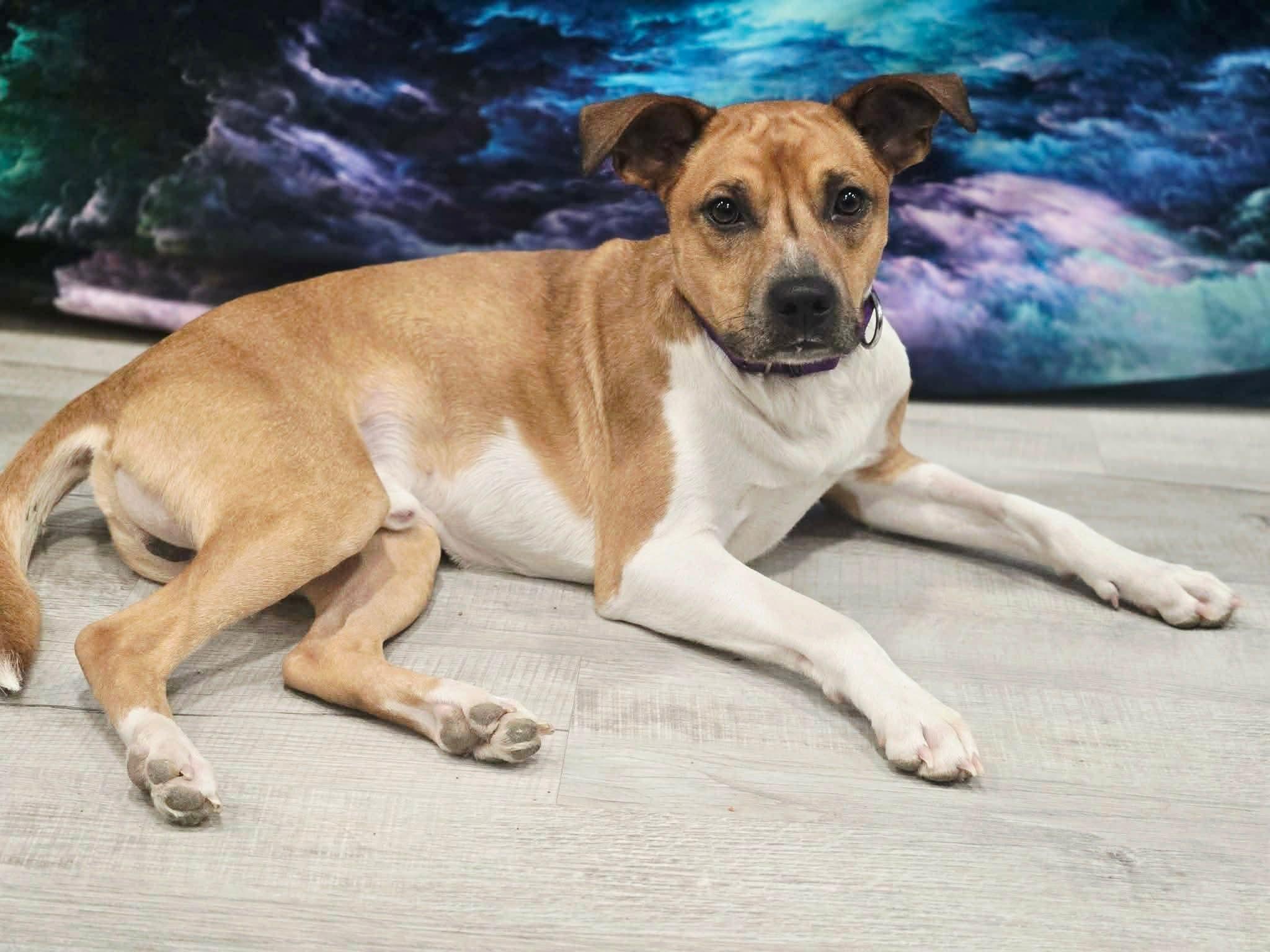 Enlarge Raleigh, a ADOPTABLE mixed breed in Greensburg, PA image 4/6