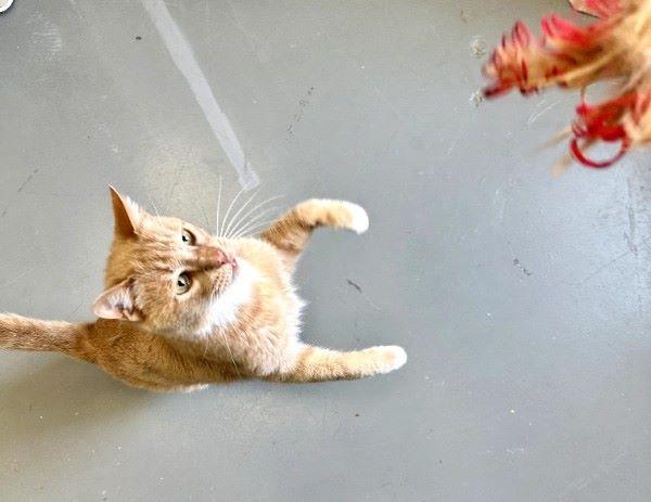 Enlarge Binks, a ADOPTABLE Domestic Short Hair in Duluth, GA image 4/6